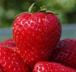 Tip of the Week – Strawberry Care