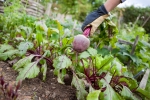 Tip of the Week – Mind your Beetroot